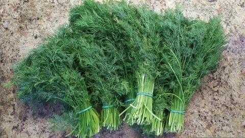 فروش سبزی شوید خشک ممتاز + قیمت خرید به صرفه